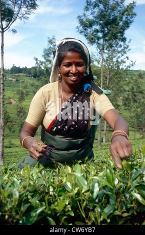 Sélection de thé femme, Sri Lanka, Zentralprovinz, Nuwara Eliya Banque D'Images