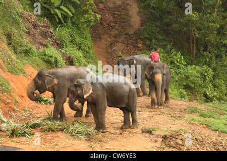 L'éléphant indien (Elephas maximus indicus, Elephas maximus bengalensis), en travaillant les éléphants beeing nourris dans la soirée, la Thaïlande, Phuket Banque D'Images