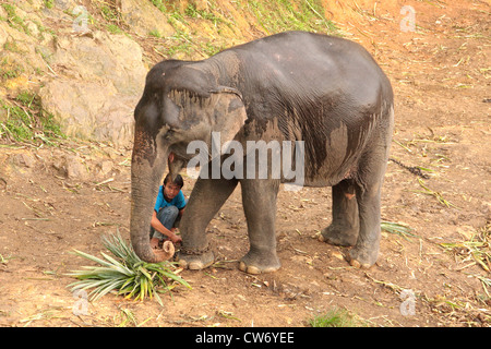 L'éléphant indien (Elephas maximus indicus, Elephas maximus bengalensis), groupe de l'eléphant est enchaîné dans la soirée, la Thaïlande, Phuket Banque D'Images