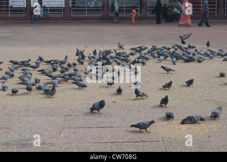 Les pigeons dans la grande cour à l'intérieur de la Jama Masjid à Delhi. En tout temps, vous pouvez trouver des personnes et les pigeons ici, et l'alimentation des oiseaux. Banque D'Images