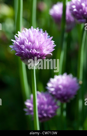 La ciboulette (Allium schoenoprasum) Banque D'Images