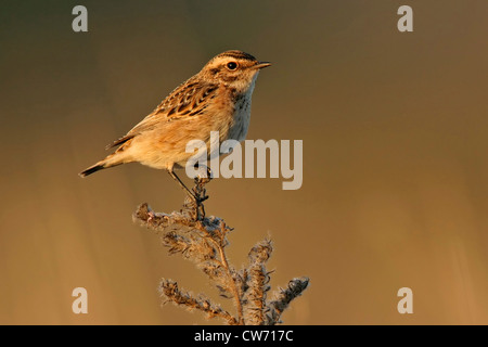 (Saxicola rubetra whinchat), assis sur son affût, Allemagne Banque D'Images