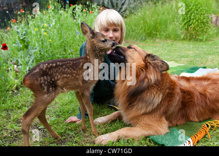 Le chevreuil (Capreolus capreolus), fauve orphelins dans le jardin à jouer avec un garçon et un chien, le chien léchant le faon, Allemagne Banque D'Images