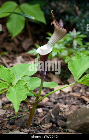 Arisaema triphyllum (prêcheur, Bog, oignon, navet indien dragon Brun, Service robin ou navet sauvage) Banque D'Images