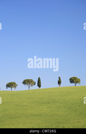 Paysage vallonné avec champ de céréales, de cyprès et de pins, l'Italie, Toscane Banque D'Images