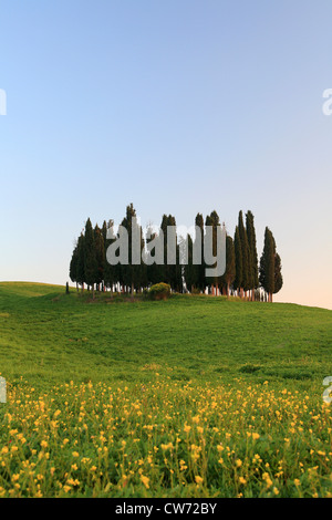 Groupe Cypress en champ de céréales, de l'Italie, Toscane Banque D'Images