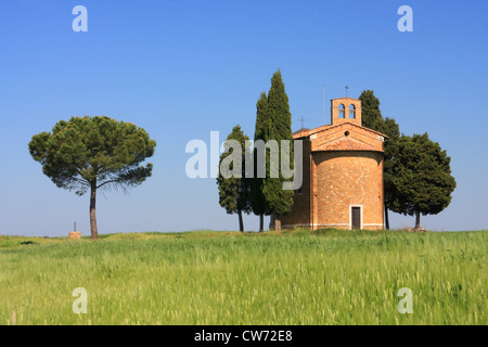 Chapelle de Vitaleta de cyprès et champ de grain, Italie, Toscane, Val d'Orcia Banque D'Images