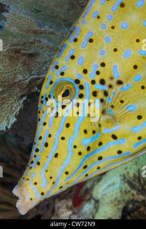 Gros plan du visage de balistes griffonné Banque D'Images