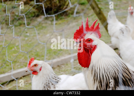 Light Sussex poules et coq dans le poulailler, au Pays de Galles. Banque D'Images