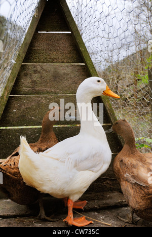 Les canards avec un kaki Campbell white drake, Pays de Galles. Banque D'Images