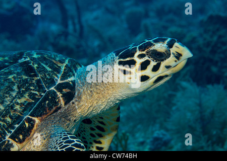 La tortue imbriquée, Key Largo, Floride Banque D'Images
