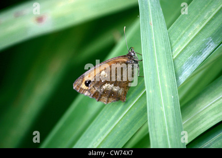 Pyronia tithonus Gate Keeper (Papillon mâle) Banque D'Images