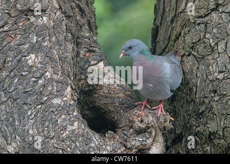 Pigeon colombin Columba oenas À NID VERS LE BAS. UK Banque D'Images