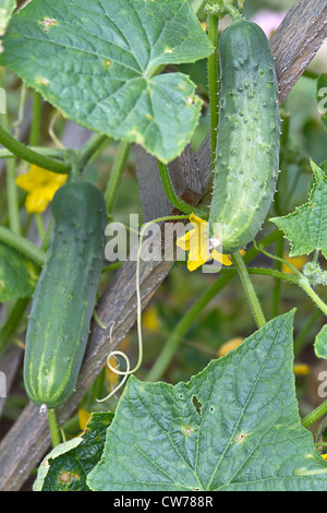 Close up de concombres mûrs dans un jardin suspendu entre ses fleurs jaunes Banque D'Images