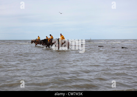 Cheval domestique (Equus caballus przewalskii f.), la pêche au crabe avec des chevaux à la britannique Channel, Belgique, Flandre, Oostduinkerke Banque D'Images