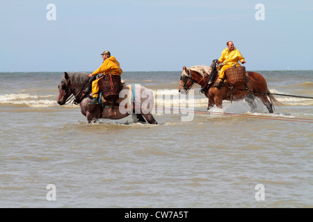 Cheval domestique (Equus caballus przewalskii f.), la pêche au crabe avec des chevaux à la britannique Channel, Belgique, Flandre, Oostduinkerke Banque D'Images