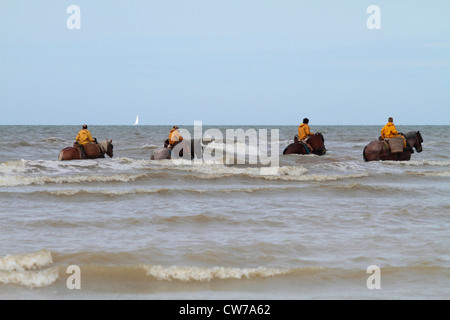 Cheval domestique (Equus caballus przewalskii f.), la pêche au crabe avec des chevaux à la britannique Channel, Belgique, Flandre, Oostduinkerke Banque D'Images