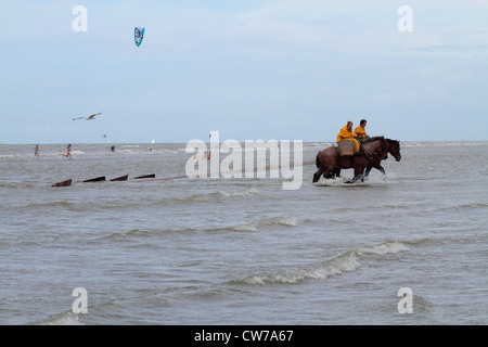 Cheval domestique (Equus caballus przewalskii f.), la pêche au crabe avec des chevaux à la britannique Channel, Belgique, Flandre, Oostduinkerke Banque D'Images