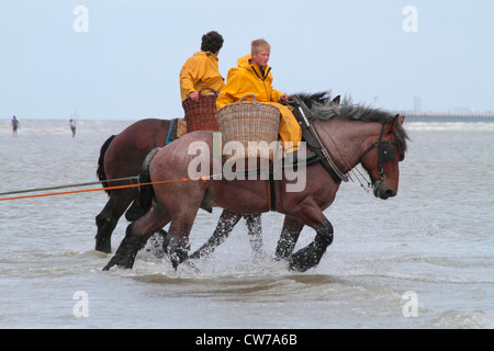 Cheval domestique (Equus caballus przewalskii f.), la pêche au crabe avec des chevaux à la britannique Channel, Belgique, Flandre, Oostduinkerke Banque D'Images