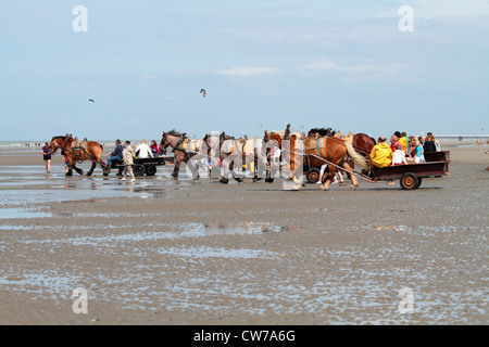 Pêcheur de crabe avec les chevaux et les touristes sur la route de la côte, Belgique, Flandre, Oostduinkerke Banque D'Images