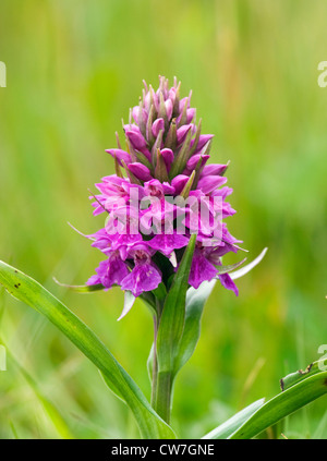 Marais du nord, orchidée Dactylorhiza purpurella. UK. Banque D'Images