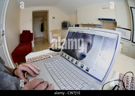 Photographe travaillant sur l'image de l'ours brun sur ordinateur portable, en Finlande Banque D'Images