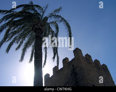 Palmier dattier (Phoenix dactylifera), palm arbre en face d'une tour de la forteresse, l'Espagne, Baléares, Majorque, Alcudia Banque D'Images