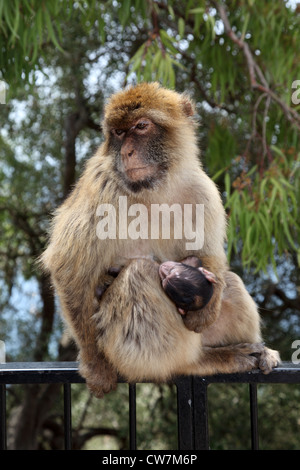 Semi-sauvages Macaques de Barbarie à Gibraltar Banque D'Images