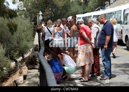 Les touristes regardant le semi-sauvages Macaques de Barbarie à Gibraltar Banque D'Images