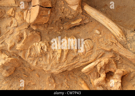 Cinq millions d'années des ossements fossilisés d'animaux éteints tels que la girafe à col court (Sivathere), West Coast fossil park, Sout Banque D'Images