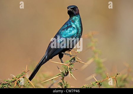 Burchell's starling (Lamprotornis australis) assis sur une branche, Afrique du Sud Banque D'Images