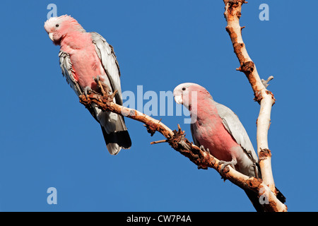 Cacatoès cacatoès rosalbin Cacatua roseicapilla (), le Kakadu National Park, territoire du Nord, Australie Banque D'Images