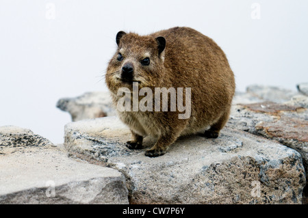 Le Cap (Procavia capensis) Hyrax Connu localement en Afrique du Sud comme des lapins ou rock dassies Banque D'Images