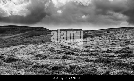 Lignes d'herbe coupée en attente d'être mis en balles avec le tracteur sur horizon fenaison teesdale Banque D'Images