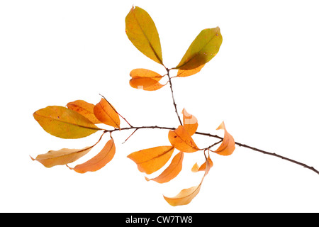 Les feuilles d'automne photo sur le fond blanc Banque D'Images