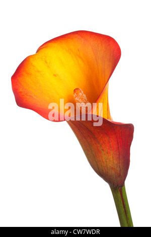 Seule fleur et de la tige d'une orange et jaune (zantedeschia Zantedeschia) isolé sur fond blanc Banque D'Images