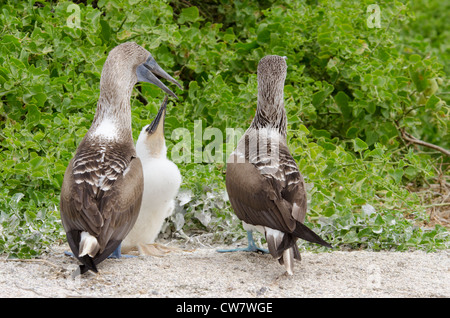 L'Equateur, Galapagos, l'île de Lobos. Fou à pieds bleus de nidification de la paire (WILD : Sula nebouxii excisa) avec la grande vague poussin. Banque D'Images