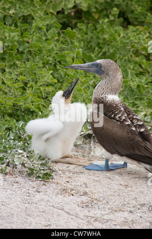 L'Equateur, Galapagos, l'île de Lobos. Fou à pieds bleus de nidification (Sula nebouxii excisa : SAUVAGES) avec la grande vague poussin. Banque D'Images