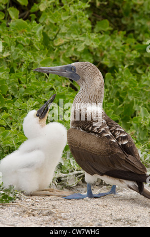 L'Equateur, Galapagos, l'île de Lobos. Fou à pieds bleus de nidification (Sula nebouxii excisa : SAUVAGES) avec la grande vague poussin. Banque D'Images