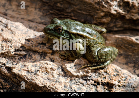 Grenouille léopard, de plaine (Lithobates yavapaiensis), captifs à l'Arizona-Sonora Desert Museum, comté de Pima, Arizona, USA. Banque D'Images