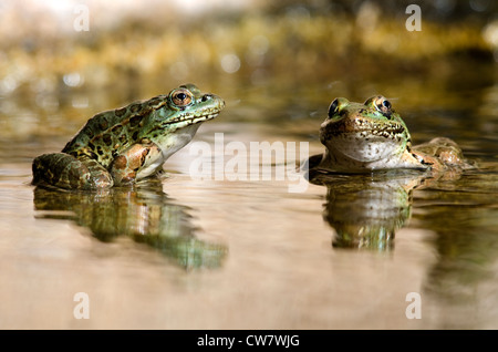 Grenouille léopard, de plaine (Lithobates yavapaiensis), captifs à l'Arizona-Sonora Desert Museum, comté de Pima, Arizona, USA. Banque D'Images