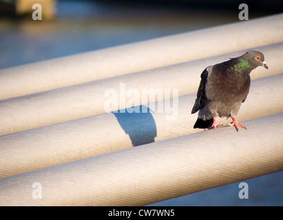 Scruffy pigeon perché sur le Millennium Bridge, Londres Banque D'Images