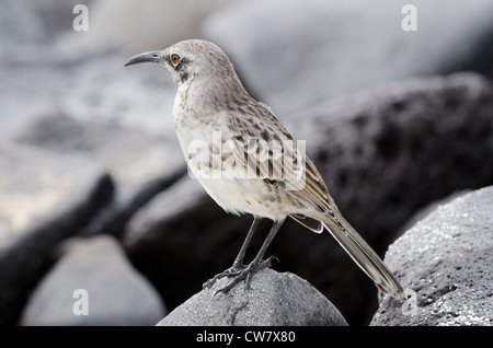 L'Equateur, Galapagos, l'île d'Espanola (aka Hood Island), Gardner Bay. Capot endémique mockingbird (Nesomimus macdonaldi) Banque D'Images