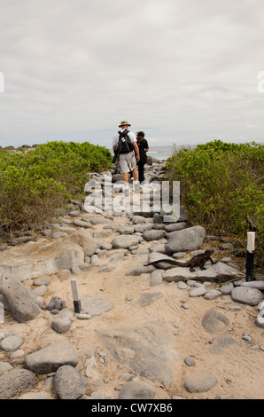 L'Equateur, Galapagos, Espanola, Punta Suarez. Les touristes sur l'île rocky path avec iguane marin sur le sentier. Banque D'Images
