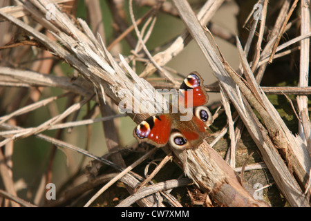 Une petite écaille de papillon photographié au Royaume-Uni. Banque D'Images