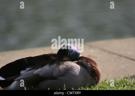 Un canard colvert mâle assis sur la berge, dans le Lincolnshire. Banque D'Images