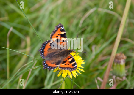 Une petite écaille de papillon photographié au Royaume-Uni. Banque D'Images