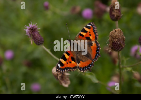 Une petite écaille de papillon photographié au Royaume-Uni. Banque D'Images