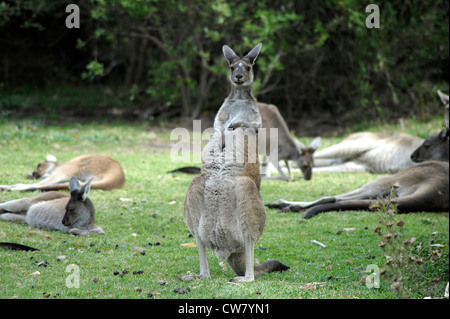 Kangourou en Parc National de Yanchep, Perth, Australie occidentale Banque D'Images