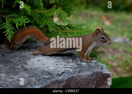 Close-up d'un écureuil roux. Banque D'Images